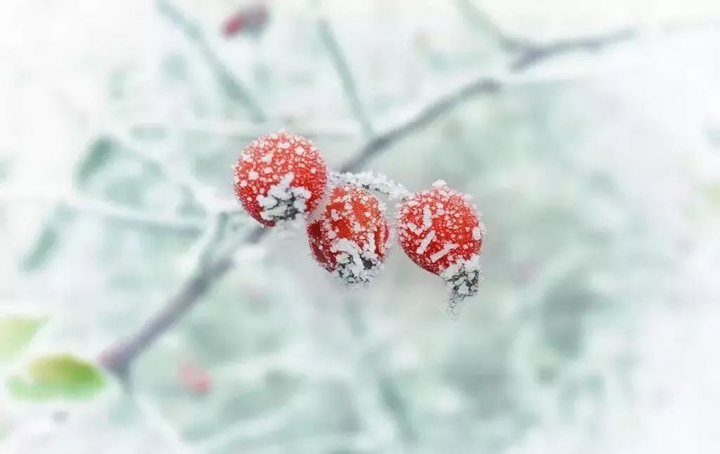 今日小雪 | 花雪随风不厌看 青松凌霜志愈坚